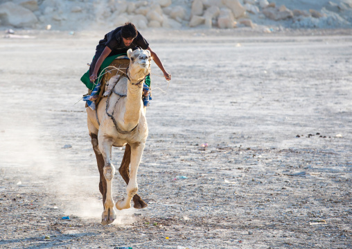 a man racing a camel during a traditional wedding, Qeshm Island, Salakh, Iran