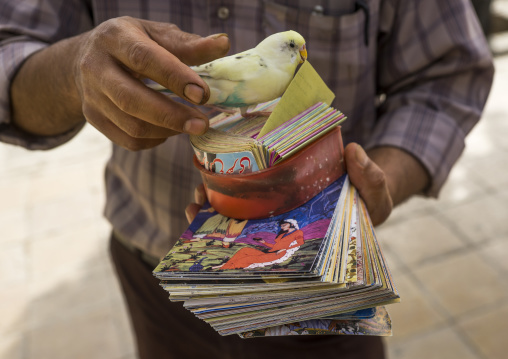 Fortune teller with a parrot, Fars province, Shiraz, Iran