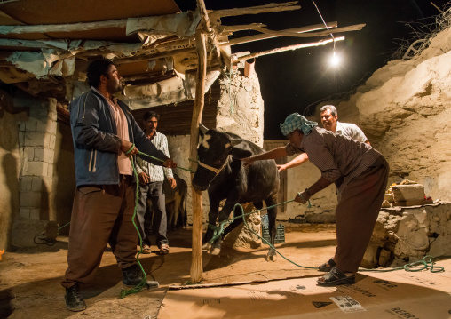 slaughter of a bull during a wedding, Qeshm Island, Tabl , Iran