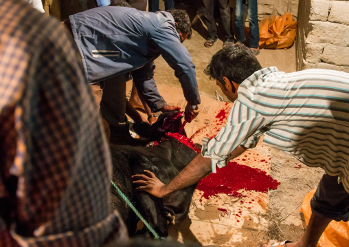 slaughter of a bull during a wedding, Qeshm Island, Tabl , Iran