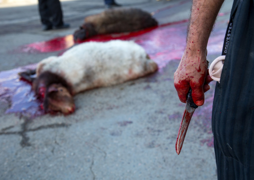 Hand Of Man Covered With Blood Man After A Ritually Slaughtered Sheep On Ashura, The Day Of The Death Of Imam Hussein, Kurdistan Province, Bijar, Iran