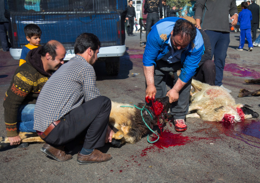 Shiite Muslim Men Are Ritually Killing A Sheep During Ashura, The Day Of The Death Of Imam Hussein, Kurdistan Province, Bijar, Iran