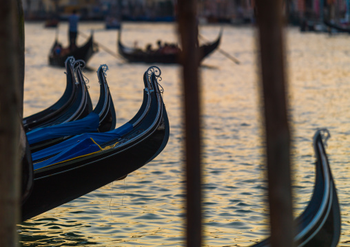 Gondolas parked on the grand canal, Veneto Region, Venice, Italy