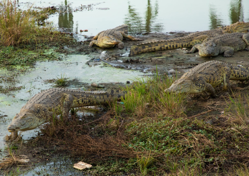 Felix Houphouet-Boigny's sacred crocodiles living in the artificial lake of the presidential palace, Région des Lacs, Yamoussoukro, Ivory Coast