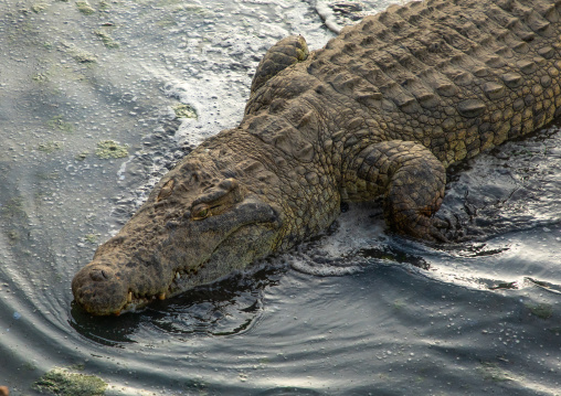 Felix Houphouet-Boigny's sacred crocodile living in the artificial lake of the presidential palace, Région des Lacs, Yamoussoukro, Ivory Coast