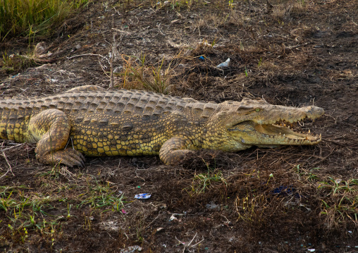 Felix Houphouet-Boigny's sacred crocodile living in the artificial lake of the presidential palace, Région des Lacs, Yamoussoukro, Ivory Coast