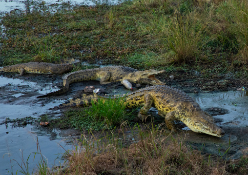 Felix Houphouet-Boigny's sacred crocodiles living in the artificial lake of the presidential palace, Région des Lacs, Yamoussoukro, Ivory Coast