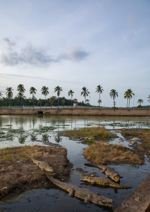 Felix Houphouet-Boigny's sacred crocodiles living in the artificial lake of the presidential palace, Région des Lacs, Yamoussoukro, Ivory Coast