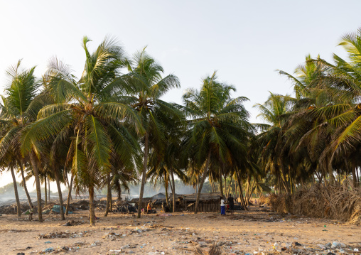 N’zima fishermen village under palm trees, Sud-Comoé, Grand-Bassam, Ivory Coast