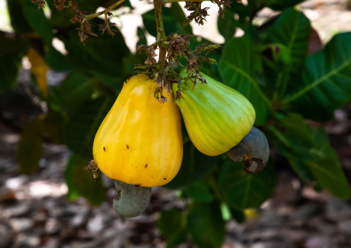 Fruits of shea butter tree, Savanes district, Shienlow, Ivory Coast