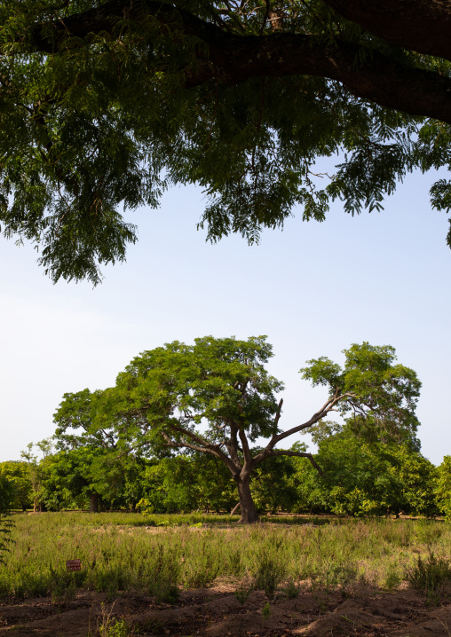 Plantation of shea butter or karite trees, Savanes district, Shienlow, Ivory Coast