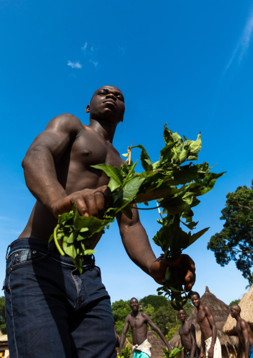 Dan tribe man dancing with leaves during a ceremony, Bafing, Gboni, Ivory Coast