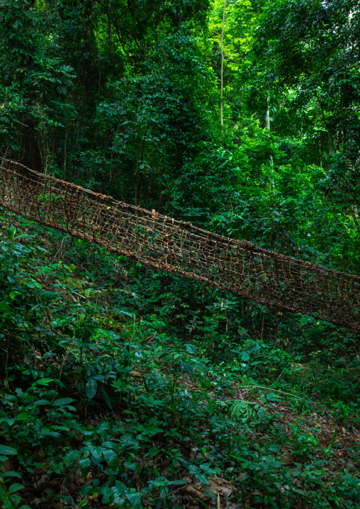 Liana bridge in the forest, Tonkpi Region, Man, Ivory Coast