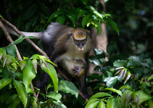 Staring macaque monkey mother with a baby in the forest, Tonkpi Region, Man, Ivory Coast