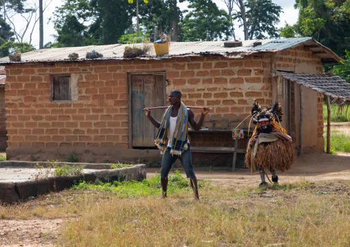 We Guere sacred mask coming out of the sacred forest for a ceremony, Guémon, Bangolo, Ivory Coast