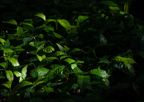 Recently planted cocoa trees in a nursery, Région des Lacs, Yamoussoukro, Ivory Coast