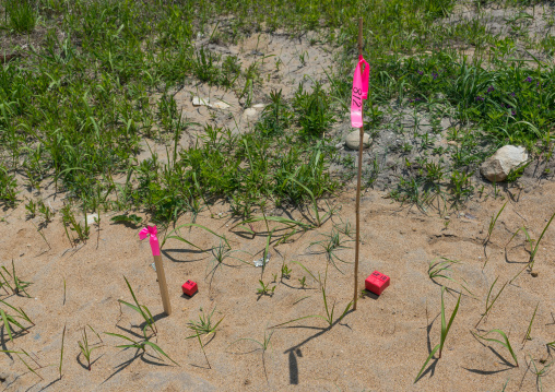 Highly contaminated area after the daiichi nuclear power plant irradiation, Fukushima prefecture, Futaba, Japan