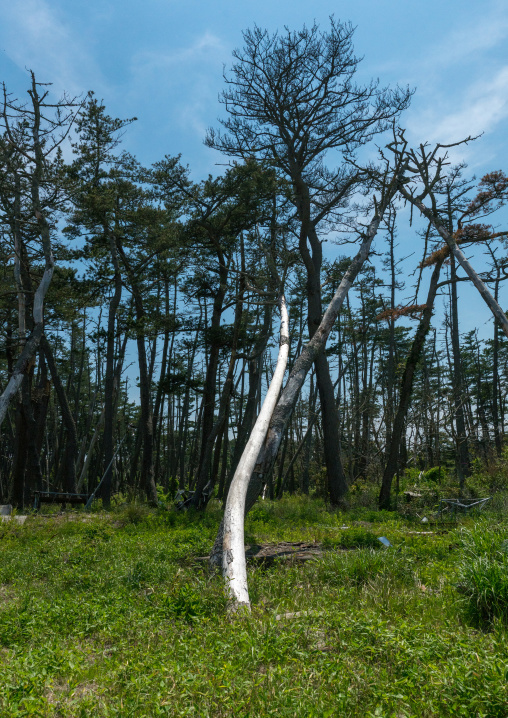 Tree after the 2011 tusnami, Fukushima prefecture, Futaba, Japan