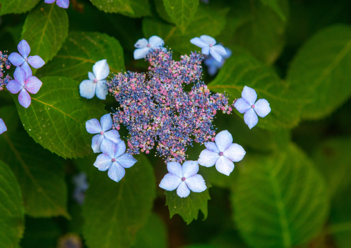 Hortensia flower, Kansai region, Kyoto, Japan