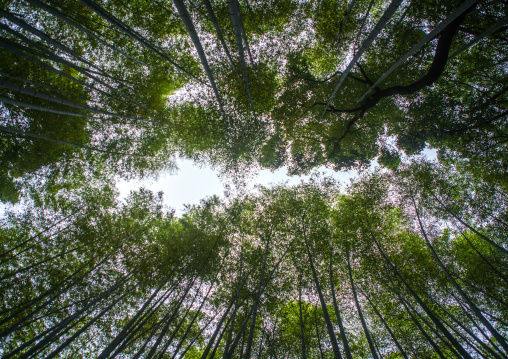 Arashiyama bamboo grove, Kansai region, Arashiyama, Japan