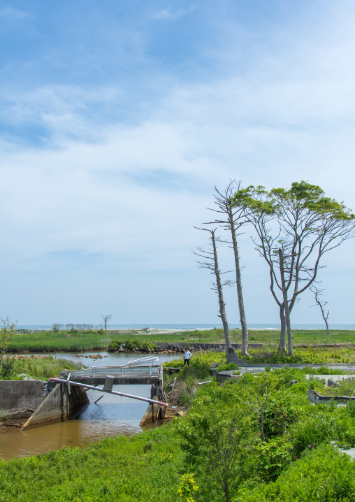 Trees in the highly contaminated area after the daiichi nuclear power plant irradiation and the tsunami, Fukushima prefecture, Futaba, Japan