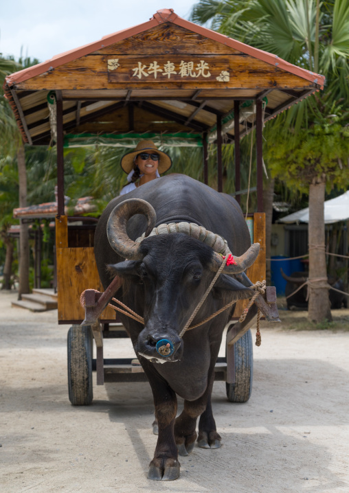 Water buffalo cart tour, Yaeyama Islands, Taketomi island, Japan