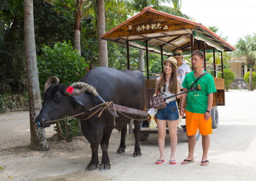 Water buffalo cart tour, Yaeyama Islands, Taketomi island, Japan