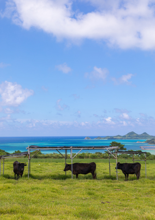 Beef in a farm in front of the sea, Yaeyama Islands, Ishigaki, Japan