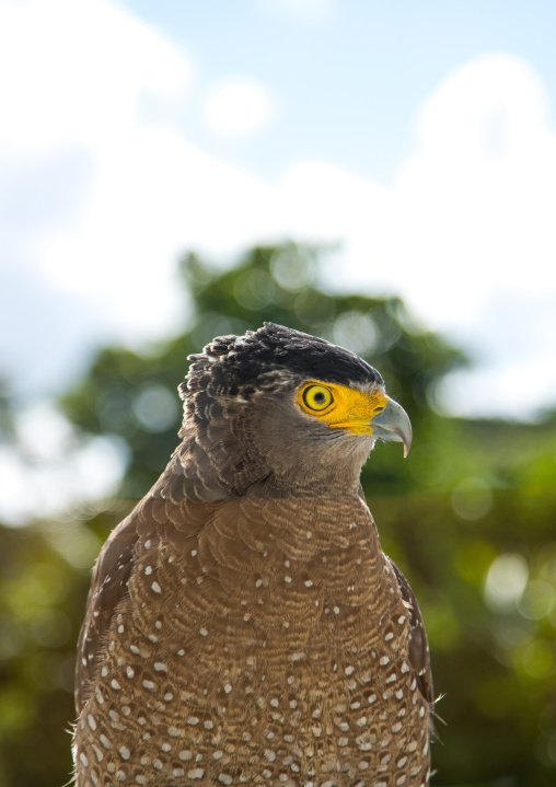 Ryukyu serpent eagle head, Yaeyama Islands, Ishigaki, Japan