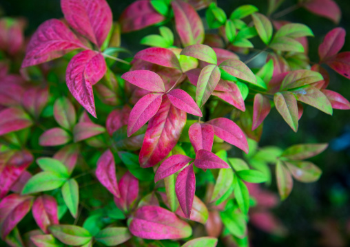 Leafs in Kokoen garden, Hypgo Prefecture, Himeji, Japan