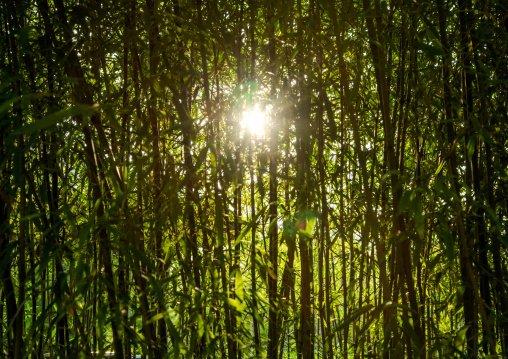 Bamboos forest in Kokoen garden, Hypgo Prefecture, Himeji, Japan