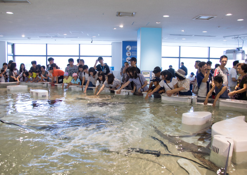 People touching rays and sharks in the touch pool in Kaiyukan aquarium, Kansai region, Osaka, Japan