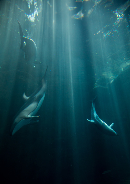 Dolphins swimming in Kaiyukan aquarium, Kansai region, Osaka, Japan