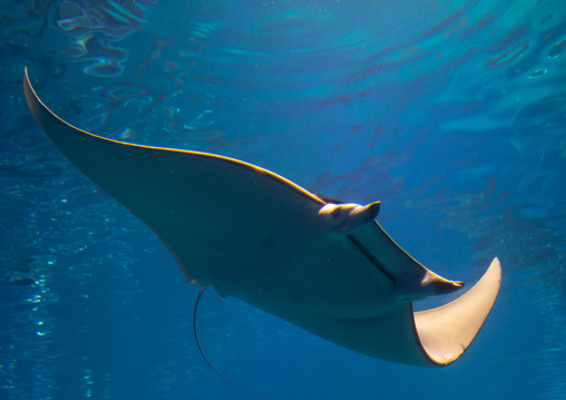 Manta ray in Kaiyukan aquarium, Kansai region, Osaka, Japan