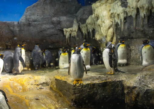 Penguins in Kaiyukan aquarium, Kansai region, Osaka, Japan