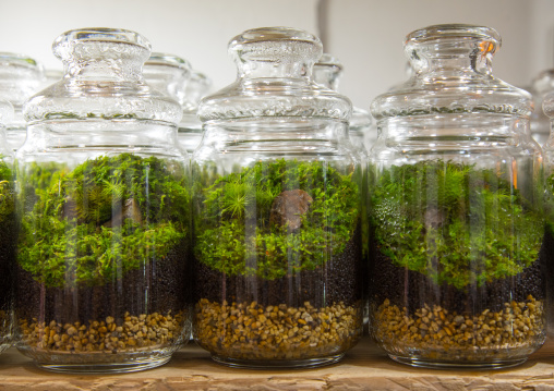 Yutaka Imada shop selling moss, Kansai region, Osaka, Japan