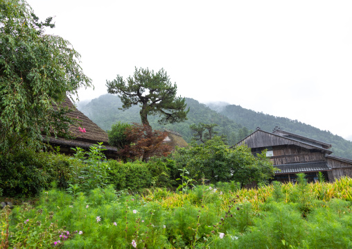 Thatched roofed houses in a traditional village, Kyoto Prefecture, Miyama, Japan