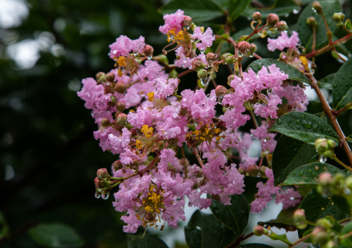 Pink flowers with rain drops, Kyoto Prefecture, Miyama, Japan