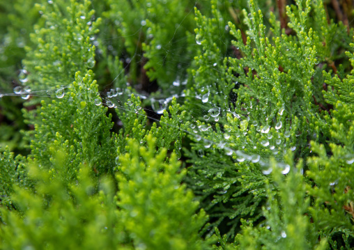 Dew water drops in the morning on a spider net, Kyoto Prefecture, Miyama, Japan