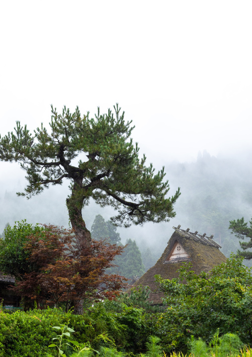 Thatched roofed house in a traditional village, Kyoto Prefecture, Miyama, Japan