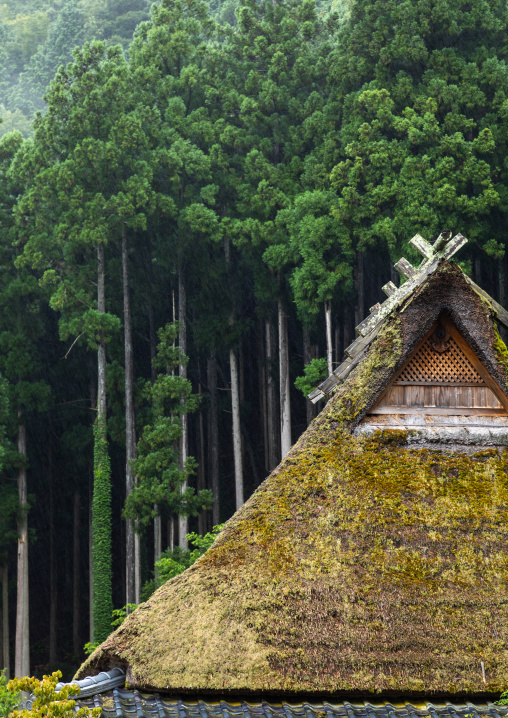 Thatched roofed houses in a traditional village against a forest, Kyoto Prefecture, Miyama, Japan