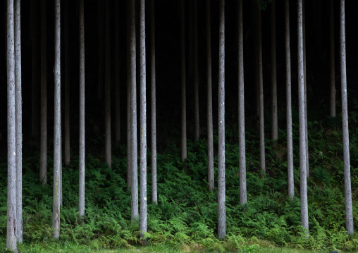 Trunks trees, Kyoto Prefecture, Miyama, Japan