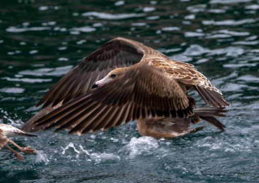 Seagull flying, Kyoto prefecture, Ine, Japan