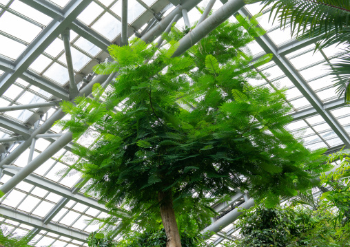 The Kyoto botanical garden greenhouse, Kansai region, Kyoto, Japan