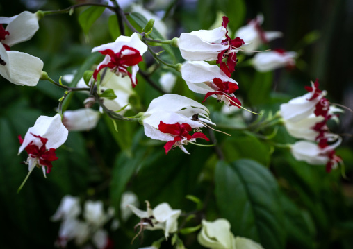 Clerodendrum thomsoniae in botanic garden, Kansai region, Kyoto, Japan