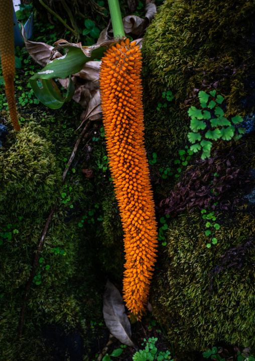 Anthurium spectabile schott in botanic garden, Kansai region, Kyoto, Japan