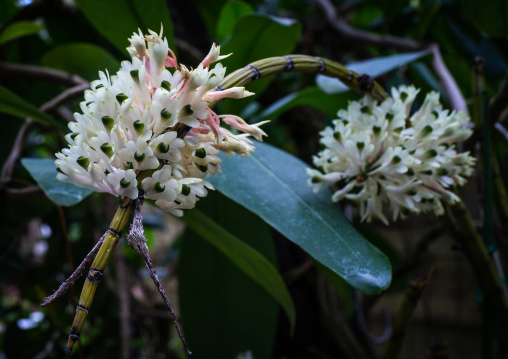 Dendrobium smilliae in the Kyoto botanical garden, Kansai region, Kyoto, Japan