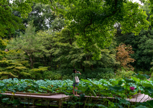 Nymphaea lotus water lilies in the Kyoto botanical garden, Kansai region, Kyoto, Japan