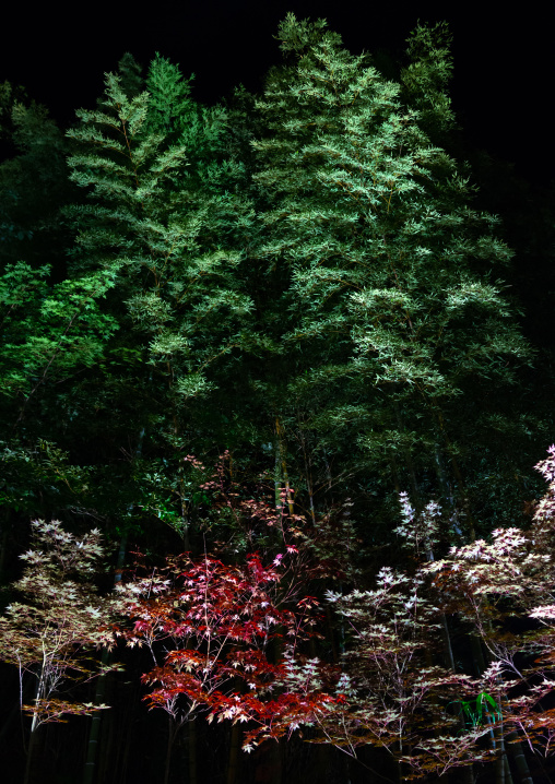 Bamboo forest in Takefue ryokan, Kumamoto Prefecture, Minamioguni-machi, Japan