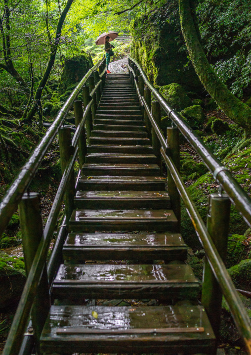 Tourist at the top of a wooden stair in Yakusugi land, Kagoshima Prefecture, Yakushima, Japan